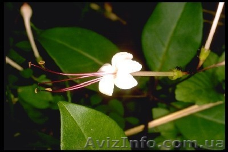 Клеродендрумы - инерме, угандийский...... - <ro>Изображение</ro><ru>Изображение</ru> #6, <ru>Объявление</ru> #259157