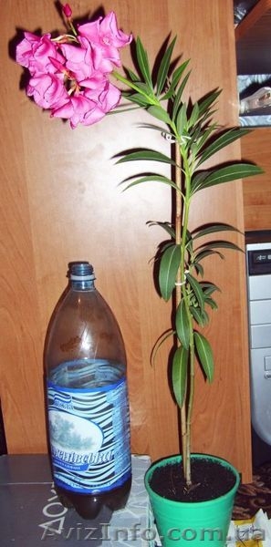 Красиво цветущие комнатные растения - <ro>Изображение</ro><ru>Изображение</ru> #4, <ru>Объявление</ru> #259171