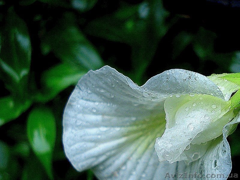 Семена комнатных красиво цветущих, и хищных растений - <ro>Изображение</ro><ru>Изображение</ru> #6, <ru>Объявление</ru> #259199