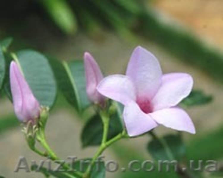 Семена комнатных красиво цветущих, и хищных растений - <ro>Изображение</ro><ru>Изображение</ru> #7, <ru>Объявление</ru> #259199