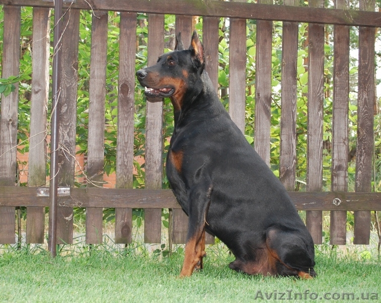 Доберман, щенки. - <ro>Изображение</ro><ru>Изображение</ru> #3, <ru>Объявление</ru> #273495