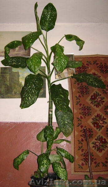 Диффенбахия для офиса/дома с доставкой по Киеву - <ro>Изображение</ro><ru>Изображение</ru> #2, <ru>Объявление</ru> #278774