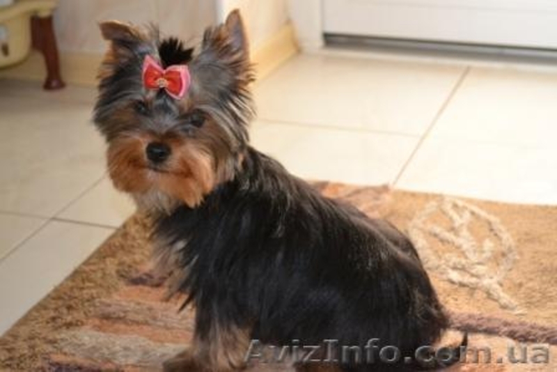 Гламурные щеночки йоркширского терьера шоу класса. - <ro>Изображение</ro><ru>Изображение</ru> #2, <ru>Объявление</ru> #259372