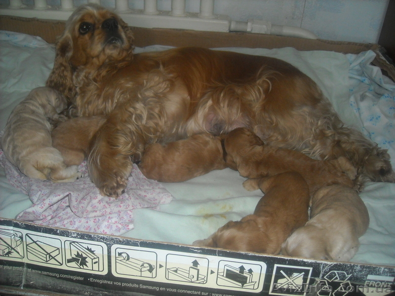 Продаж цуценят американського кокер - спаніеля  - <ro>Изображение</ro><ru>Изображение</ru> #3, <ru>Объявление</ru> #269999