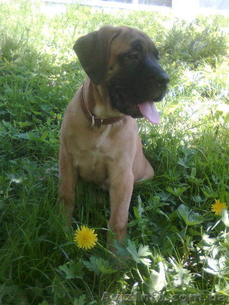 продаются щенки бульмастифа  - <ro>Изображение</ro><ru>Изображение</ru> #1, <ru>Объявление</ru> #258123