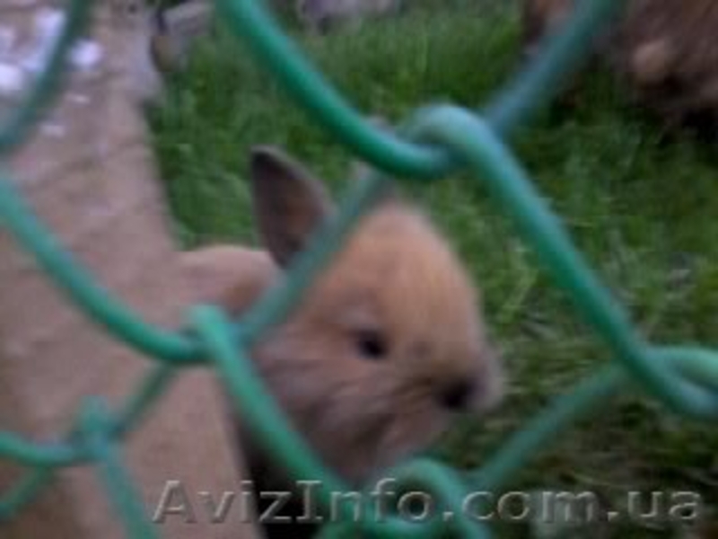 Продам кролика декоративного - <ro>Изображение</ro><ru>Изображение</ru> #1, <ru>Объявление</ru> #276617