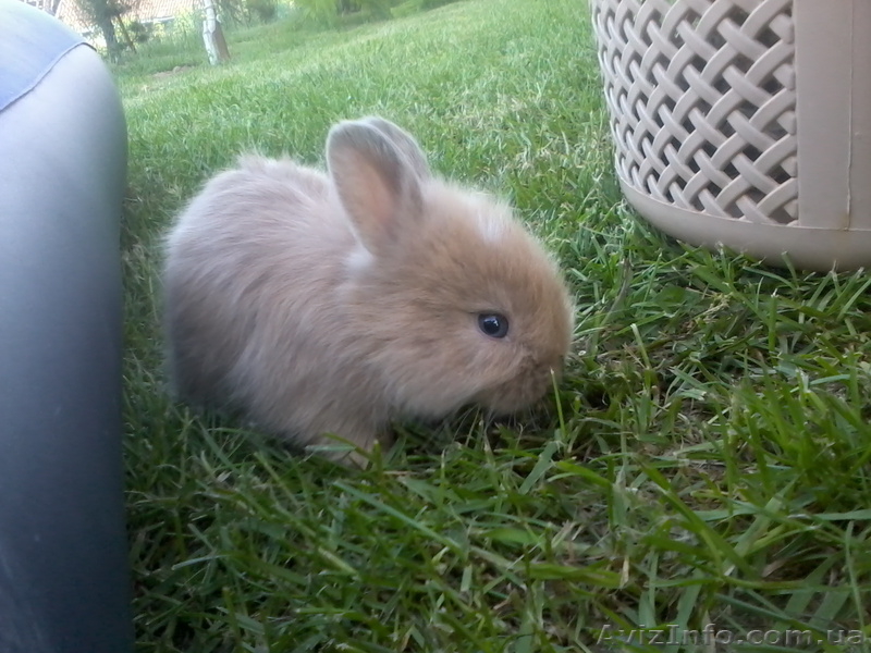 Продам кролика декоративного - <ro>Изображение</ro><ru>Изображение</ru> #3, <ru>Объявление</ru> #276617