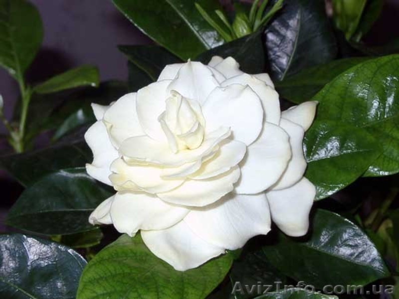 Красиво цветущие комнатные растения - <ro>Изображение</ro><ru>Изображение</ru> #7, <ru>Объявление</ru> #259171