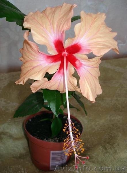 Сортовые гибискусы - <ro>Изображение</ro><ru>Изображение</ru> #5, <ru>Объявление</ru> #259137