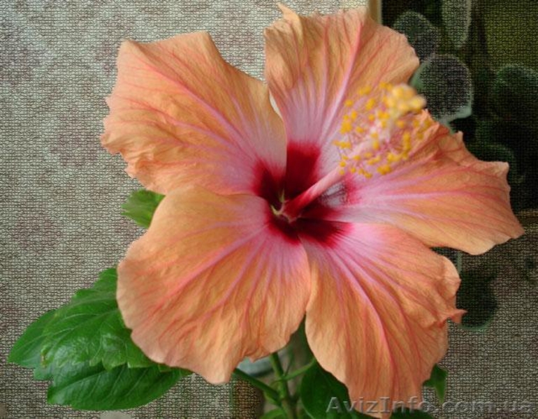 Сортовые гибискусы - <ro>Изображение</ro><ru>Изображение</ru> #7, <ru>Объявление</ru> #259137