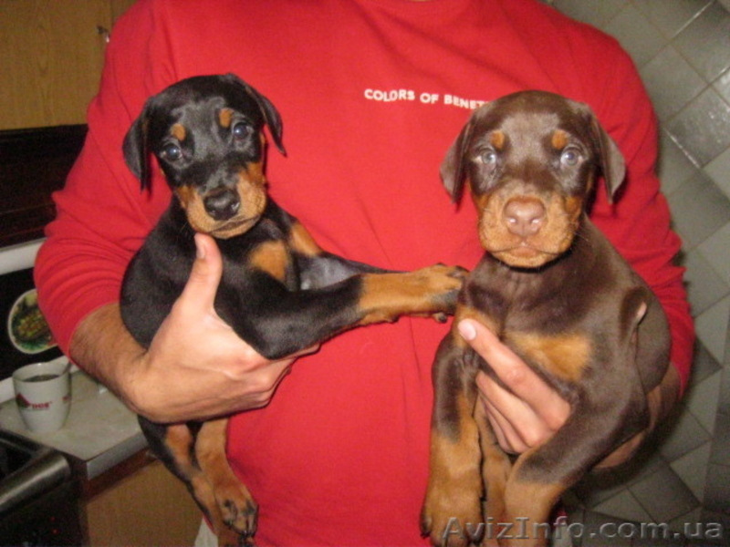 Доберман, щенки. - <ro>Изображение</ro><ru>Изображение</ru> #1, <ru>Объявление</ru> #273495