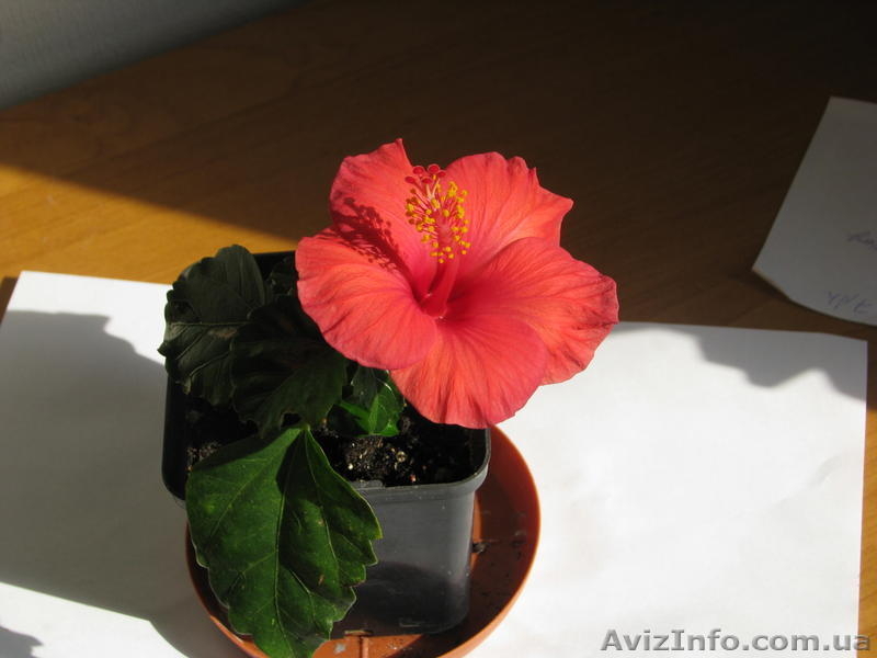 Сортовые гибискусы - <ro>Изображение</ro><ru>Изображение</ru> #3, <ru>Объявление</ru> #259137