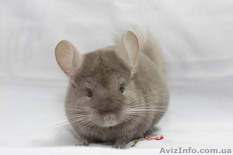 Продам шиншилу Киев  - <ro>Изображение</ro><ru>Изображение</ru> #1, <ru>Объявление</ru> #273564