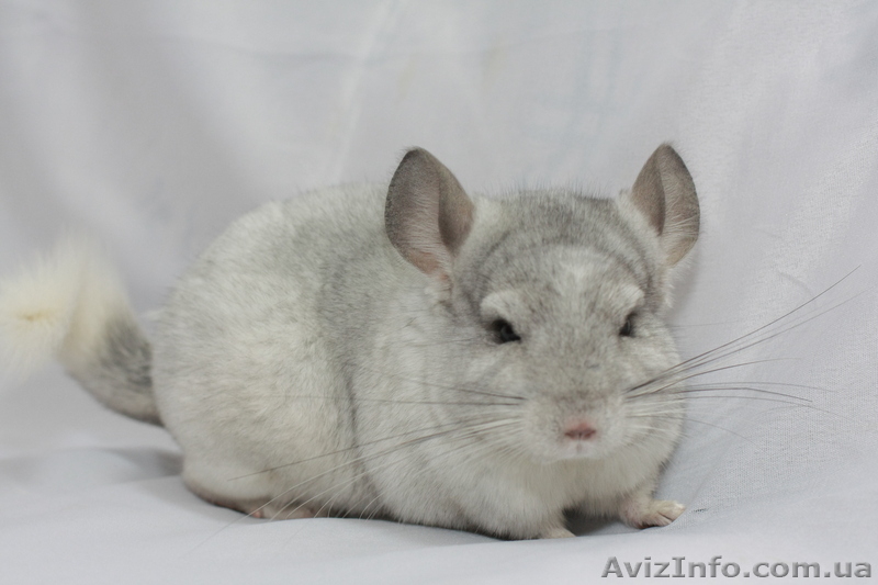Продам шиншилу Киев  - <ro>Изображение</ro><ru>Изображение</ru> #2, <ru>Объявление</ru> #273564