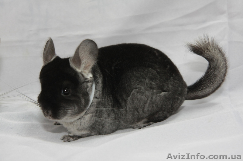 Продам шиншилу Сірий Стандарт - <ro>Изображение</ro><ru>Изображение</ru> #1, <ru>Объявление</ru> #273921