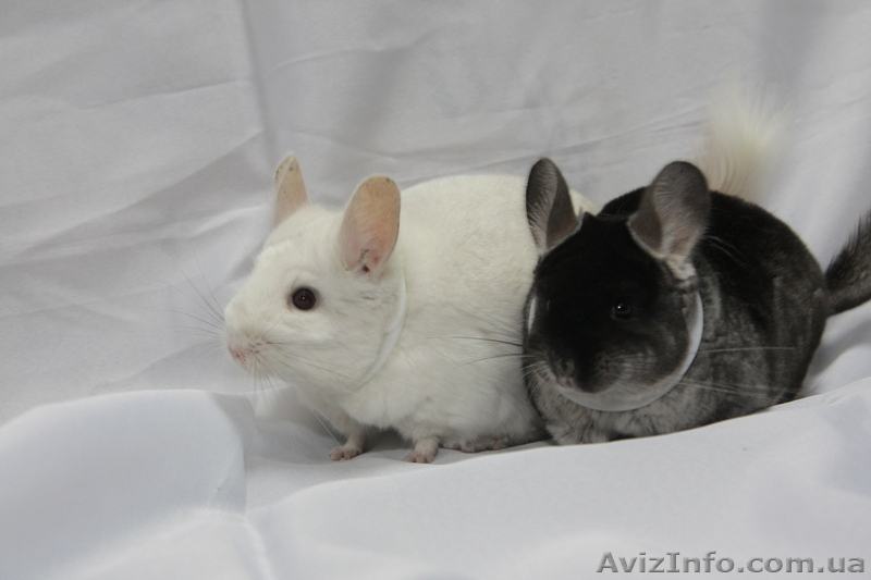 Продам шиншилу Киев  - <ro>Изображение</ro><ru>Изображение</ru> #4, <ru>Объявление</ru> #273564
