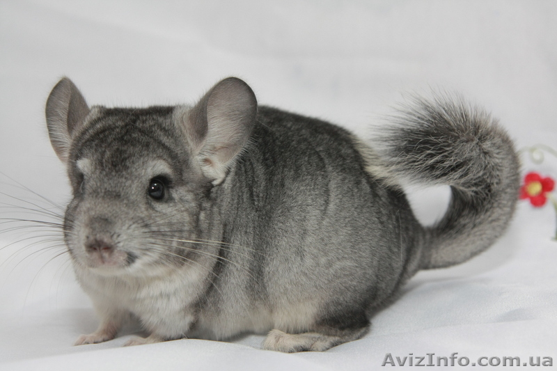 Продам шиншилу Сірий Стандарт - <ro>Изображение</ro><ru>Изображение</ru> #2, <ru>Объявление</ru> #273921