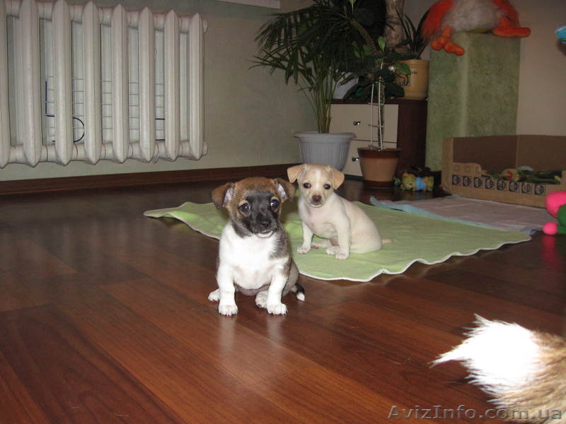 Щенки породы чихуахуа - <ro>Изображение</ro><ru>Изображение</ru> #2, <ru>Объявление</ru> #260186