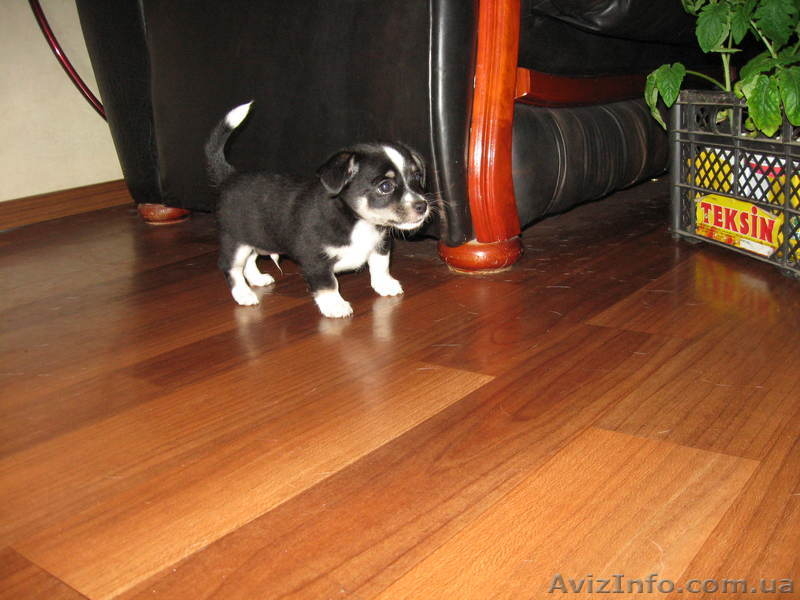 Щенки породы чихуахуа - <ro>Изображение</ro><ru>Изображение</ru> #1, <ru>Объявление</ru> #260186