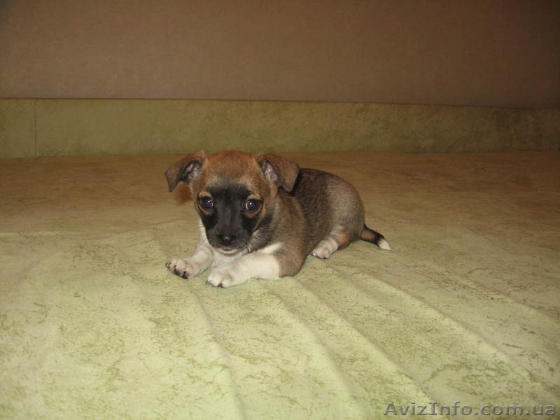 Щенки породы чихуахуа - <ro>Изображение</ro><ru>Изображение</ru> #4, <ru>Объявление</ru> #260186