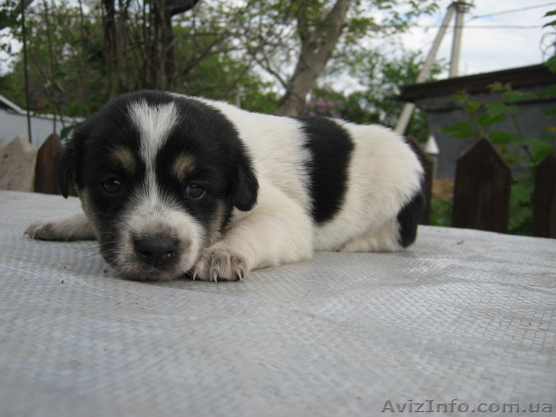 отдадим в хорошие руки щенков - <ro>Изображение</ro><ru>Изображение</ru> #2, <ru>Объявление</ru> #266544