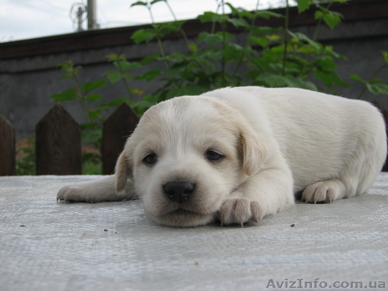 отдадим в хорошие руки щенков - <ro>Изображение</ro><ru>Изображение</ru> #3, <ru>Объявление</ru> #266544