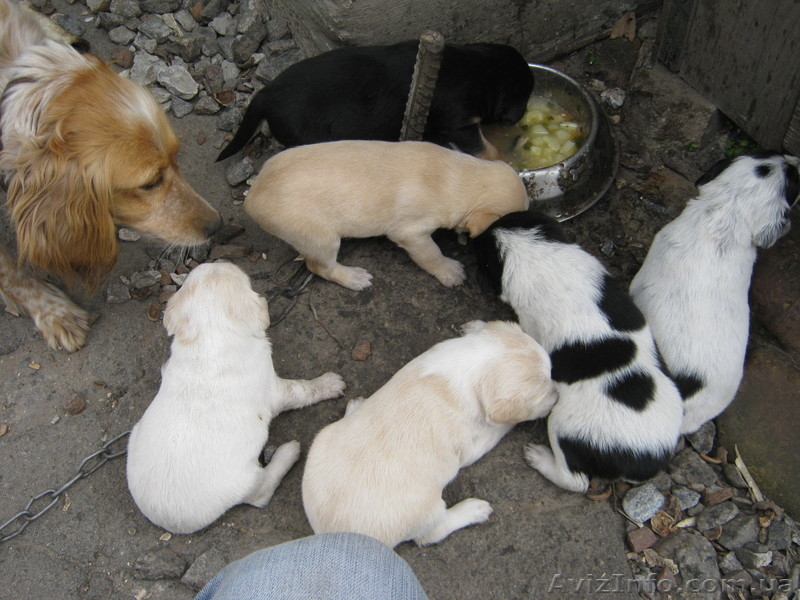 отдадим в хорошие руки щенков - <ro>Изображение</ro><ru>Изображение</ru> #4, <ru>Объявление</ru> #266544