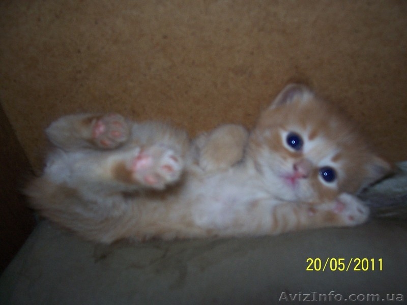 Кремово-рыжие котята и черепашка метисы шотландца и перса - <ro>Изображение</ro><ru>Изображение</ru> #1, <ru>Объявление</ru> #270386