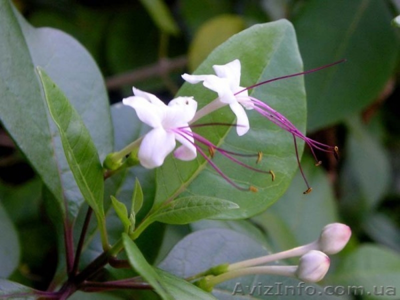 Клеродендрумы - инерме, угандийский...... - <ro>Изображение</ro><ru>Изображение</ru> #5, <ru>Объявление</ru> #259157