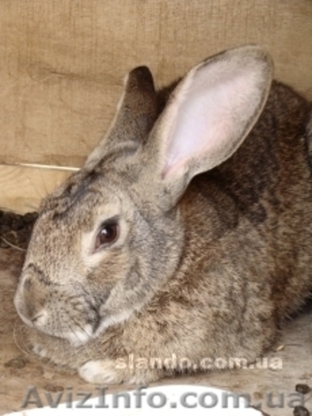 Кролики живым весом - <ro>Изображение</ro><ru>Изображение</ru> #2, <ru>Объявление</ru> #251895