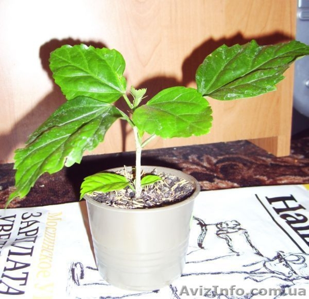 Сортовые гибискусы - <ro>Изображение</ro><ru>Изображение</ru> #6, <ru>Объявление</ru> #259137