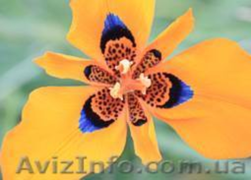 Семена комнатных красиво цветущих, и хищных растений - <ro>Изображение</ro><ru>Изображение</ru> #10, <ru>Объявление</ru> #259199