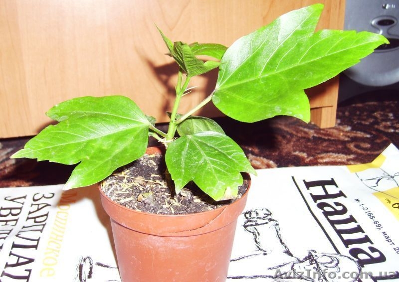 Сортовые гибискусы - <ro>Изображение</ro><ru>Изображение</ru> #8, <ru>Объявление</ru> #259137