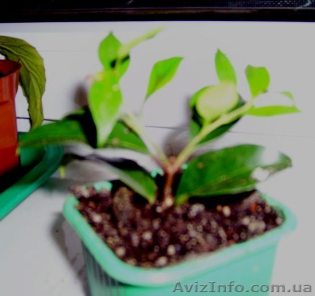 Красиво цветущие комнатные растения - <ro>Изображение</ro><ru>Изображение</ru> #5, <ru>Объявление</ru> #259171