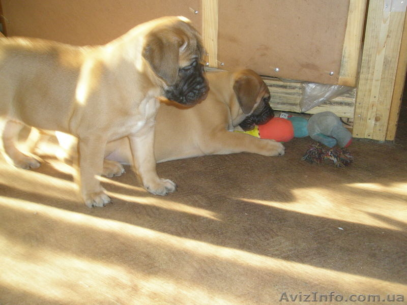 продаются щенки бульмастифа  - <ro>Изображение</ro><ru>Изображение</ru> #3, <ru>Объявление</ru> #258123