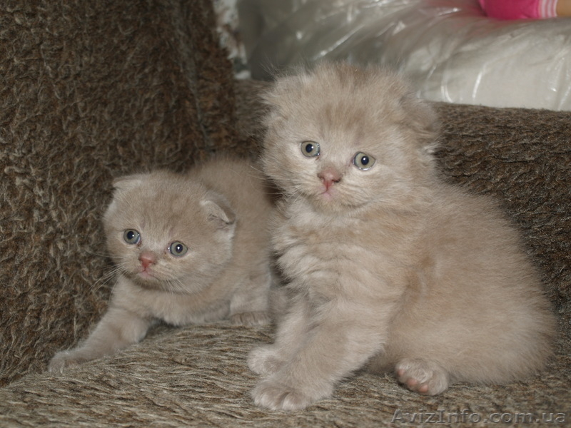 Шотландские вислоухие, скоттиш фолд - <ro>Изображение</ro><ru>Изображение</ru> #1, <ru>Объявление</ru> #258677