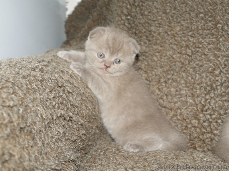 Шотландские вислоухие, скоттиш фолд - <ro>Изображение</ro><ru>Изображение</ru> #2, <ru>Объявление</ru> #258677