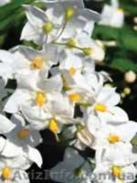 Красиво цветущие комнатные растения - <ro>Изображение</ro><ru>Изображение</ru> #6, <ru>Объявление</ru> #259171