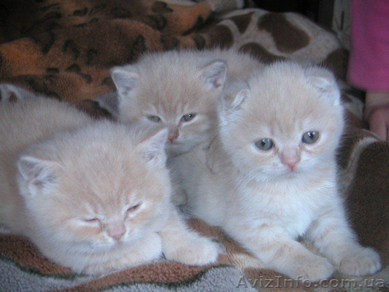 Шикарніе британские котята и вислоухая кошечка - <ro>Изображение</ro><ru>Изображение</ru> #2, <ru>Объявление</ru> #250436