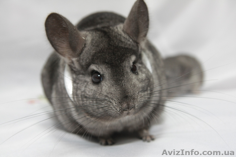 Продам шиншилу Сірий Стандарт - <ro>Изображение</ro><ru>Изображение</ru> #3, <ru>Объявление</ru> #273921