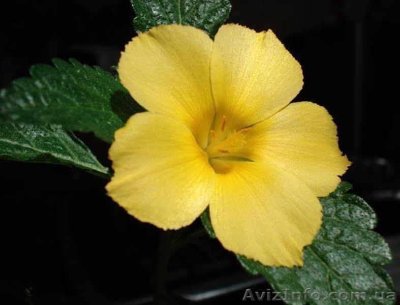 Красиво цветущие комнатные растения - <ro>Изображение</ro><ru>Изображение</ru> #8, <ru>Объявление</ru> #259171