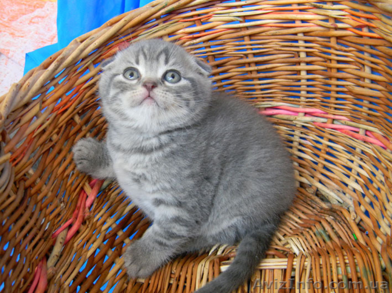 Чистокровные вислоухие котята - <ro>Изображение</ro><ru>Изображение</ru> #2, <ru>Объявление</ru> #254854