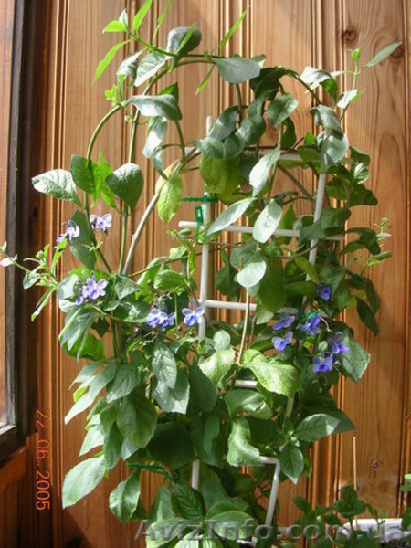 Клеродендрумы - инерме, угандийский...... - <ro>Изображение</ro><ru>Изображение</ru> #4, <ru>Объявление</ru> #259157