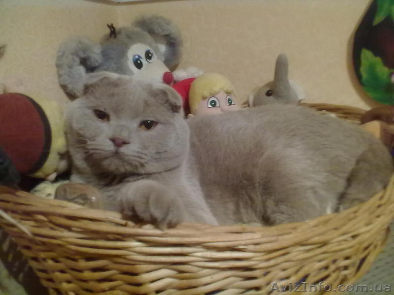 шотландская вислоушка - <ro>Изображение</ro><ru>Изображение</ru> #3, <ru>Объявление</ru> #265814