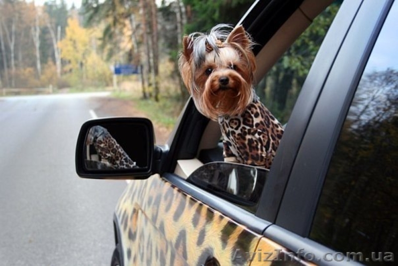 Приглашаем на ВЯЗКУ  ЙОРК! - <ro>Изображение</ro><ru>Изображение</ru> #2, <ru>Объявление</ru> #251756