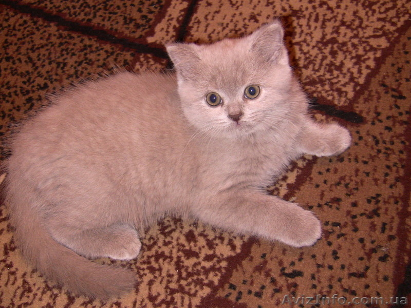 Продам чудесных медвежат британцев в разведение - <ro>Изображение</ro><ru>Изображение</ru> #1, <ru>Объявление</ru> #295752