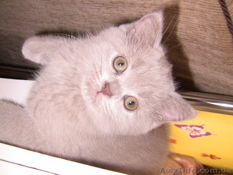 Продам чудесных медвежат британцев в разведение - <ro>Изображение</ro><ru>Изображение</ru> #3, <ru>Объявление</ru> #295752