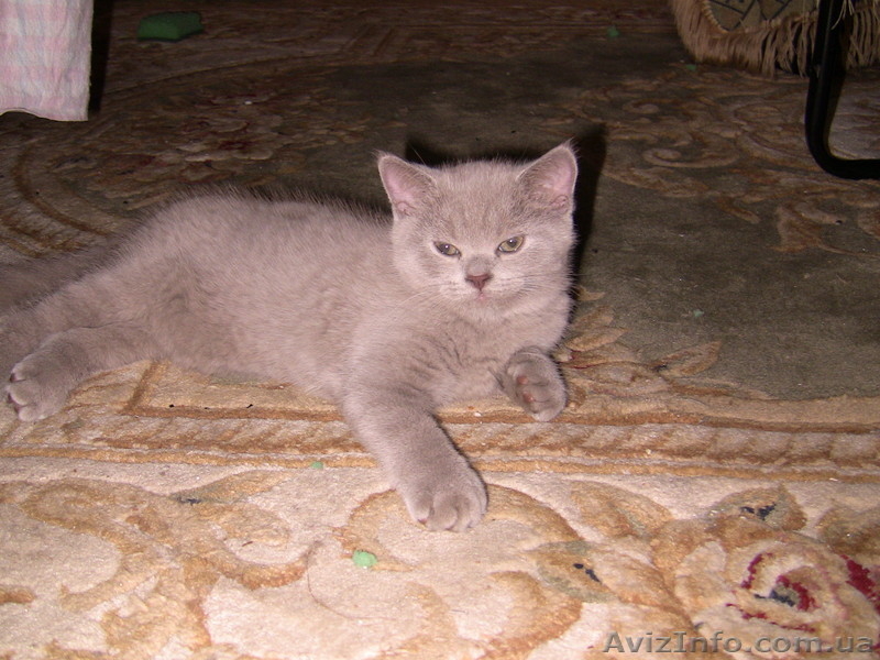 Продам чудесных медвежат британцев в разведение - <ro>Изображение</ro><ru>Изображение</ru> #2, <ru>Объявление</ru> #295752