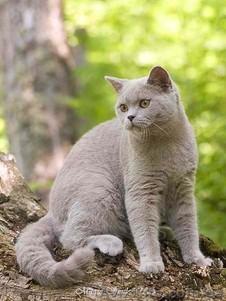 Чистокровные британские котята из питомника Magic Smile*UA - <ro>Изображение</ro><ru>Изображение</ru> #1, <ru>Объявление</ru> #288649