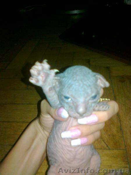 ДОНСКОЙ СФИНКС котята - <ro>Изображение</ro><ru>Изображение</ru> #1, <ru>Объявление</ru> #302471